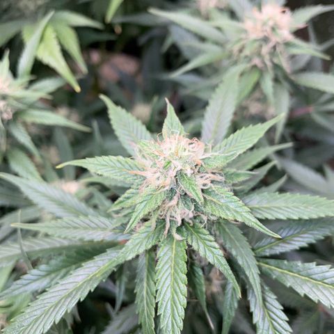 Purple Punch Automatic by KilliczGe growlog timeline photo