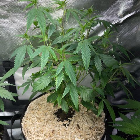Tangerine Dream Clon #1 by KilliczGe growlog timeline photo