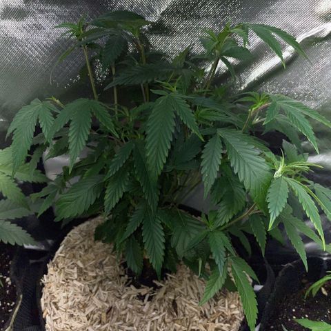 Tangerine Dream Clon #1 by KilliczGe growlog timeline photo