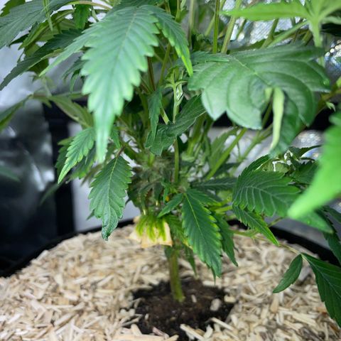Tangerine Dream Clon #1 by KilliczGe growlog timeline photo