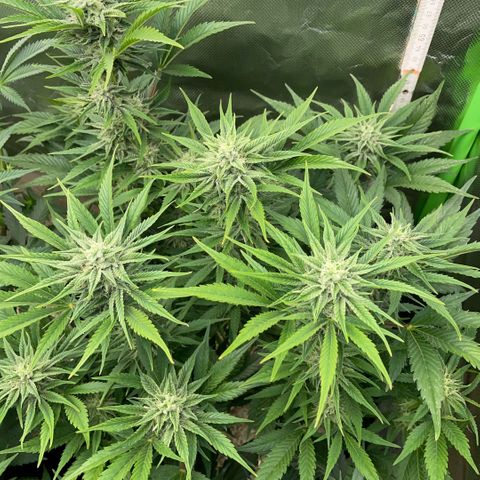 White Widow Automatic by KilliczGe growlog timeline photo