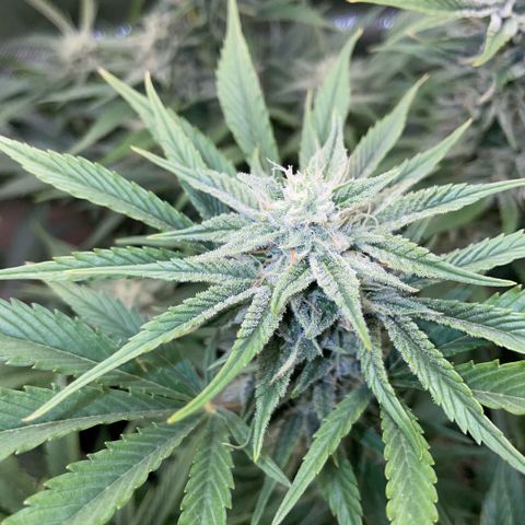 White Widow Automatic by KilliczGe growlog timeline photo