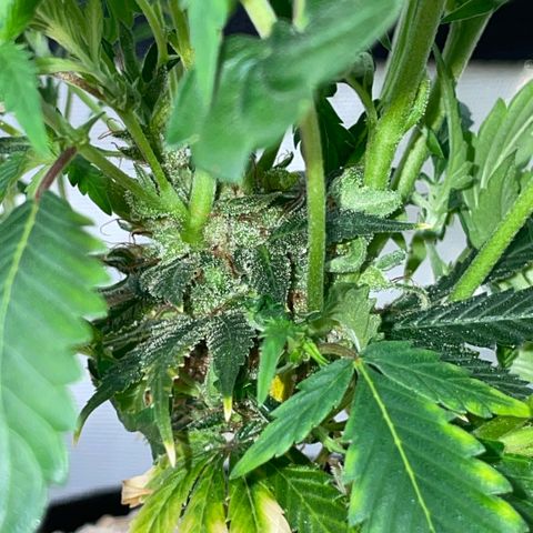 Tangerine Dream Clon #1 by KilliczGe growlog timeline photo