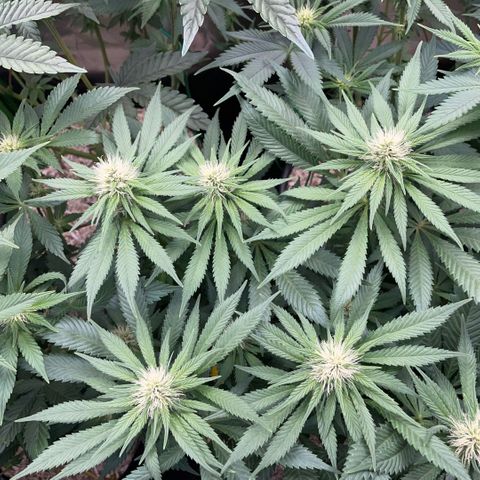 Permanent Marker by KilliczGe growlog timeline photo