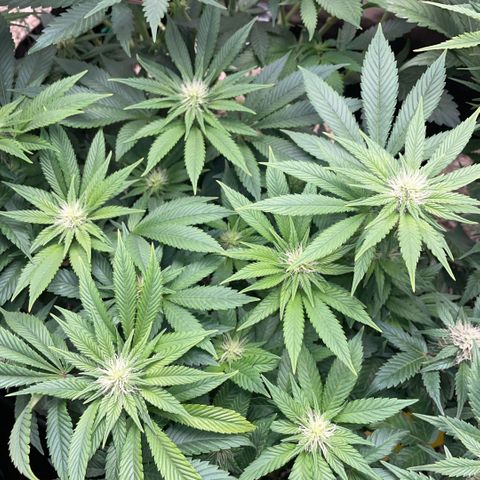 Big Bud by KilliczGe growlog timeline photo