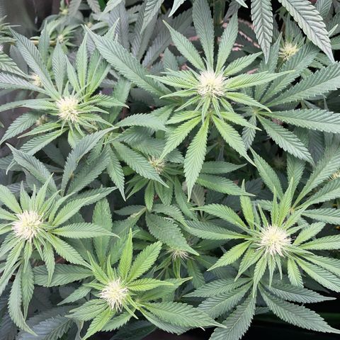 Purple Zkittlez #2 by KilliczGe growlog timeline photo