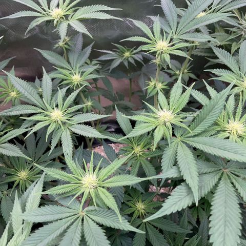 Purple Zkittlez #1 by KilliczGe growlog timeline photo