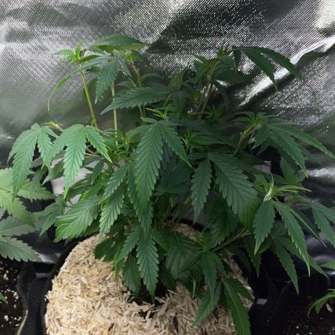Tangerine Dream Clon #1 by KilliczGe growlog timeline photo