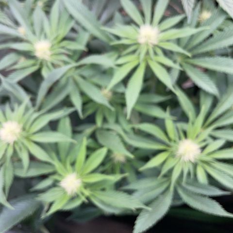 Purple Zkittlez #2 by KilliczGe growlog timeline photo