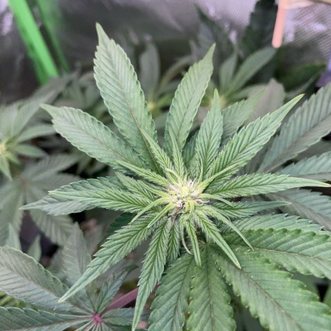 Cereal Milk #3 by KilliczGe growlog timeline photo