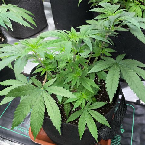 Big Bud 1 Klon 1 by KilliczGe growlog timeline photo