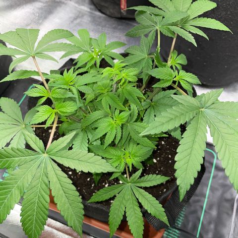 Big Bud 1 Klon 1 by KilliczGe growlog timeline photo