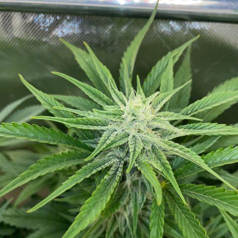 White Widow Automatic by KilliczGe growlog timeline photo