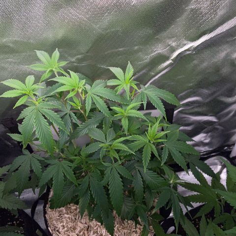 Tangerine Dream Clon #1 by KilliczGe growlog timeline photo