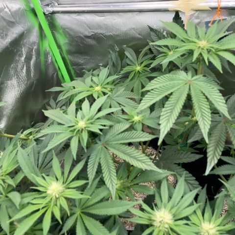 Cereal Milk #3 by KilliczGe growlog timeline photo