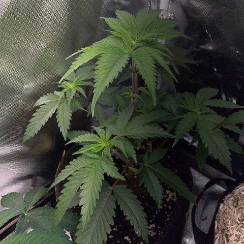 Dante’s Inferno - Mile High Dave by KilliczGe growlog timeline photo