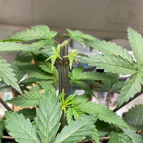 Dante’s Inferno - Mile High Dave by KilliczGe growlog timeline photo