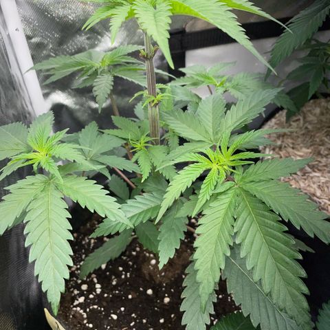 Dante’s Inferno - Mile High Dave by KilliczGe growlog timeline photo