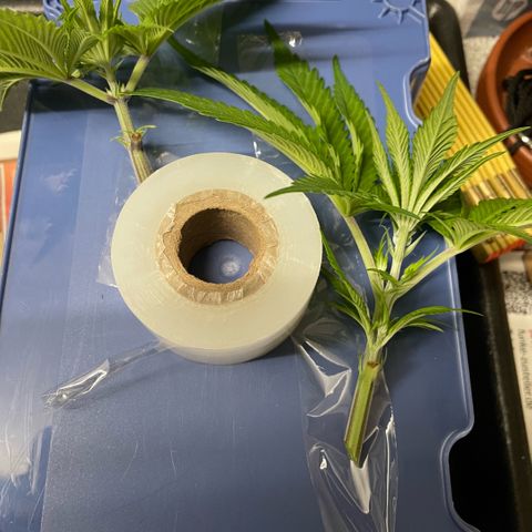 Dante’s Inferno - Mile High Dave by KilliczGe growlog timeline photo