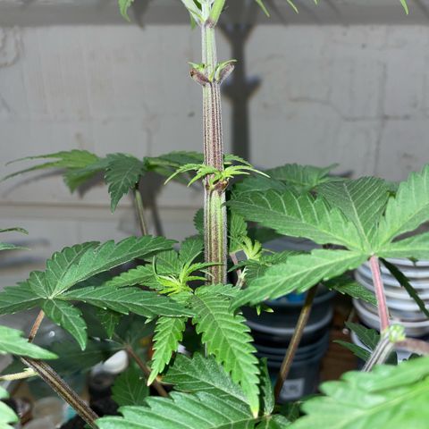 Dante’s Inferno - Mile High Dave by KilliczGe growlog timeline photo