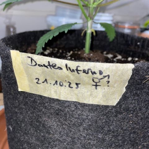 Dante’s Inferno - Mile High Dave by KilliczGe growlog timeline photo