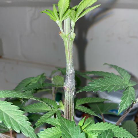 Dante’s Inferno - Mile High Dave by KilliczGe growlog timeline photo