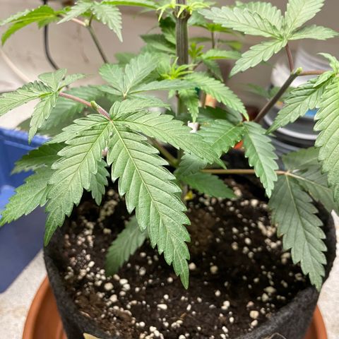 Dante’s Inferno - Mile High Dave by KilliczGe growlog timeline photo