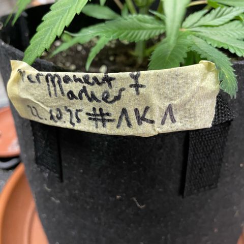 Permanent Marker 1 Klon 1 by KilliczGe growlog timeline photo