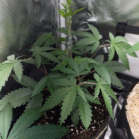 Dante’s Inferno - Mile High Dave by KilliczGe growlog timeline photo