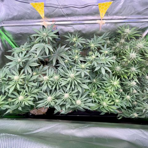 Cereal Milk #3 by KilliczGe growlog timeline photo