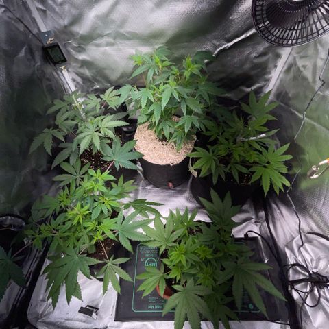 Dante’s Inferno - Mile High Dave by KilliczGe growlog timeline photo