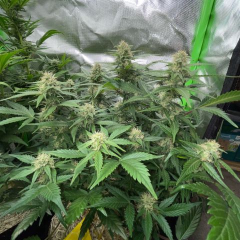 Purple Punch Automatic by KilliczGe growlog timeline photo