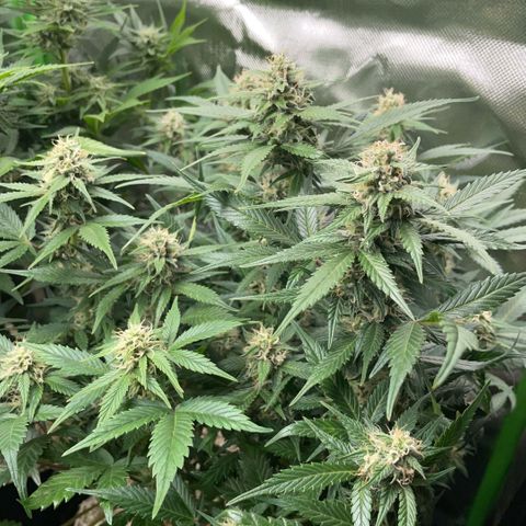 Purple Punch Automatic by KilliczGe growlog timeline photo