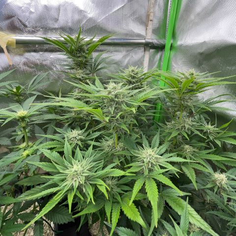 White Widow Automatic by KilliczGe growlog timeline photo