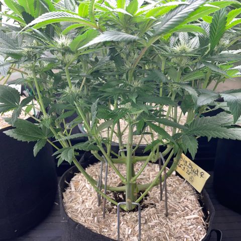 Big Bud by KilliczGe growlog timeline photo