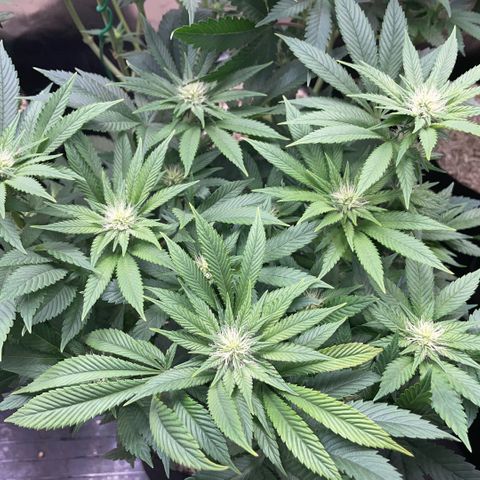 Big Bud by KilliczGe growlog timeline photo