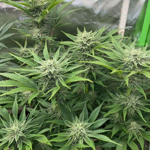 White Widow Automatic by KilliczGe growlog timeline photo