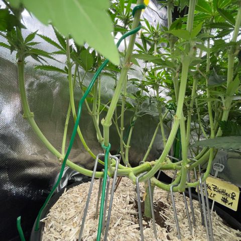 Purple Zkittlez #1 by KilliczGe growlog timeline photo