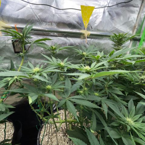 Purple Zkittlez #1 by KilliczGe growlog timeline photo