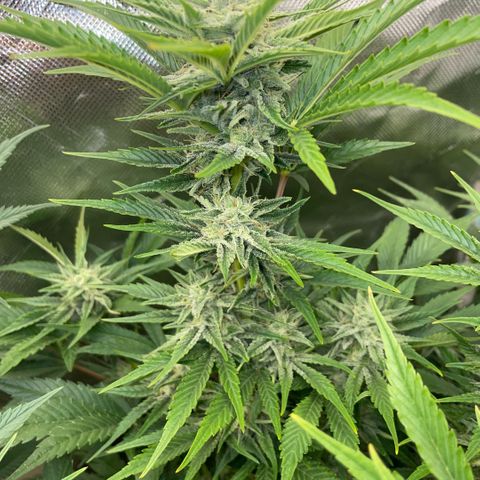 White Widow Automatic by KilliczGe growlog timeline photo