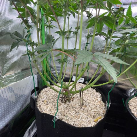 Cereal Milk #3 by KilliczGe growlog timeline photo