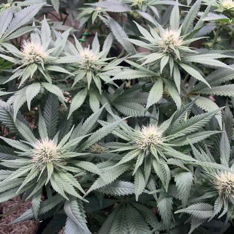 Permanent Marker by KilliczGe growlog timeline photo