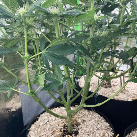 Purple Zkittlez #2 by KilliczGe growlog timeline photo