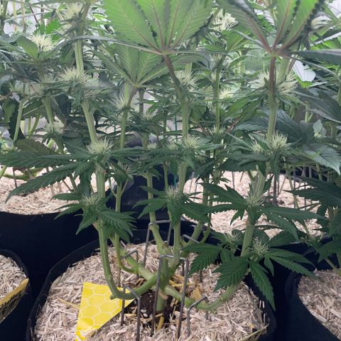 Permanent Marker by KilliczGe growlog timeline photo