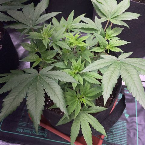 Big Bud 1 Klon 1 by KilliczGe growlog timeline photo