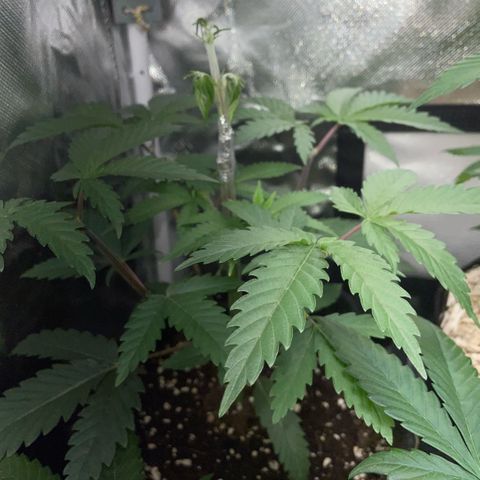 Dante’s Inferno - Mile High Dave by KilliczGe growlog timeline photo