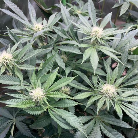 Purple Zkittlez #2 by KilliczGe growlog timeline photo