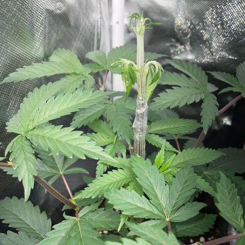 Dante’s Inferno - Mile High Dave by KilliczGe growlog timeline photo