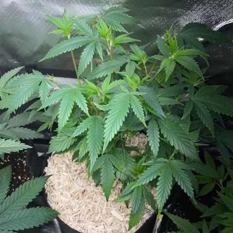 Tangerine Dream Clon #1 by KilliczGe growlog timeline photo