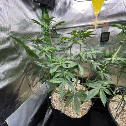 Cereal Milk #3 by KilliczGe growlog timeline photo